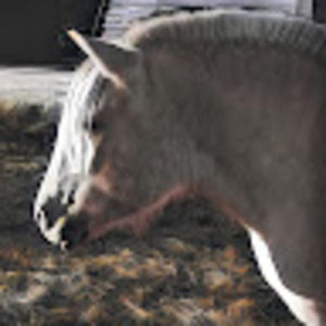 Meet your Posher, Echo